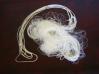 Gill Net